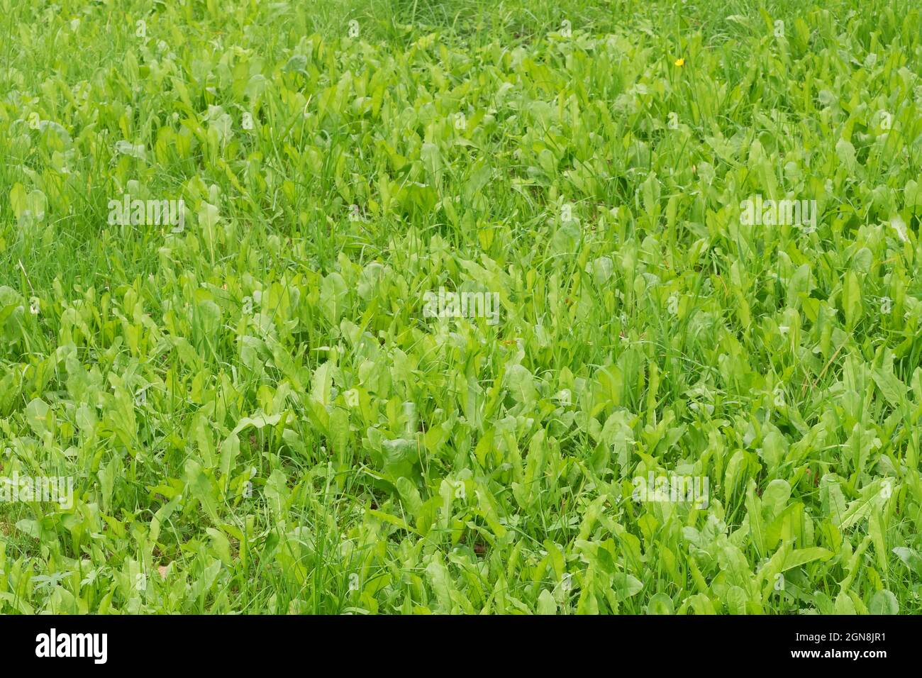 Pelouse verte de feuilles de pissenlit et autres plantes dans le jardin Banque D'Images