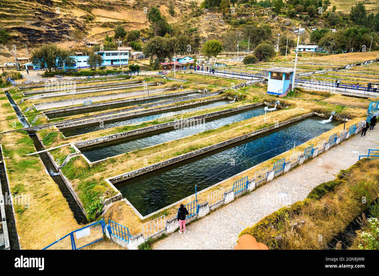 Ferme de poissons de truite à Ingenio à Junin, Pérou Banque D'Images