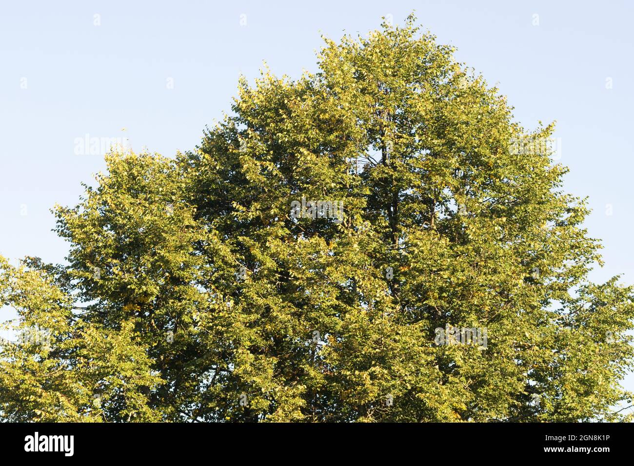 Le sommet d'un tilleul contre un ciel bleu recouvert d'une brume de nuages. Photo dans le concept de jardin Banque D'Images