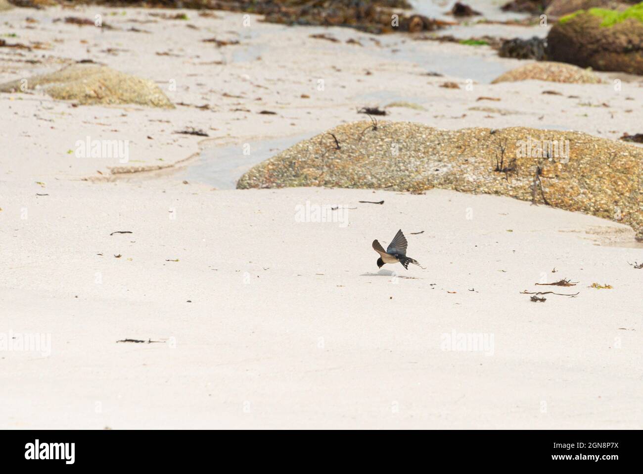 Une hirondelle (Hirundo rustica) volant bas au-dessus d'une plage prenant de la nourriture Banque D'Images
