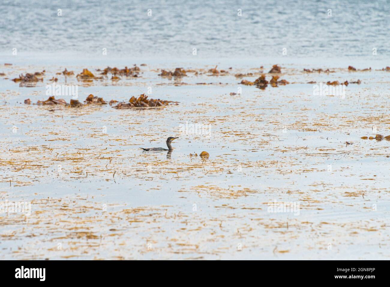 Un grand cormoran (Phalacrocorax carbo) nageant dans la mer Banque D'Images