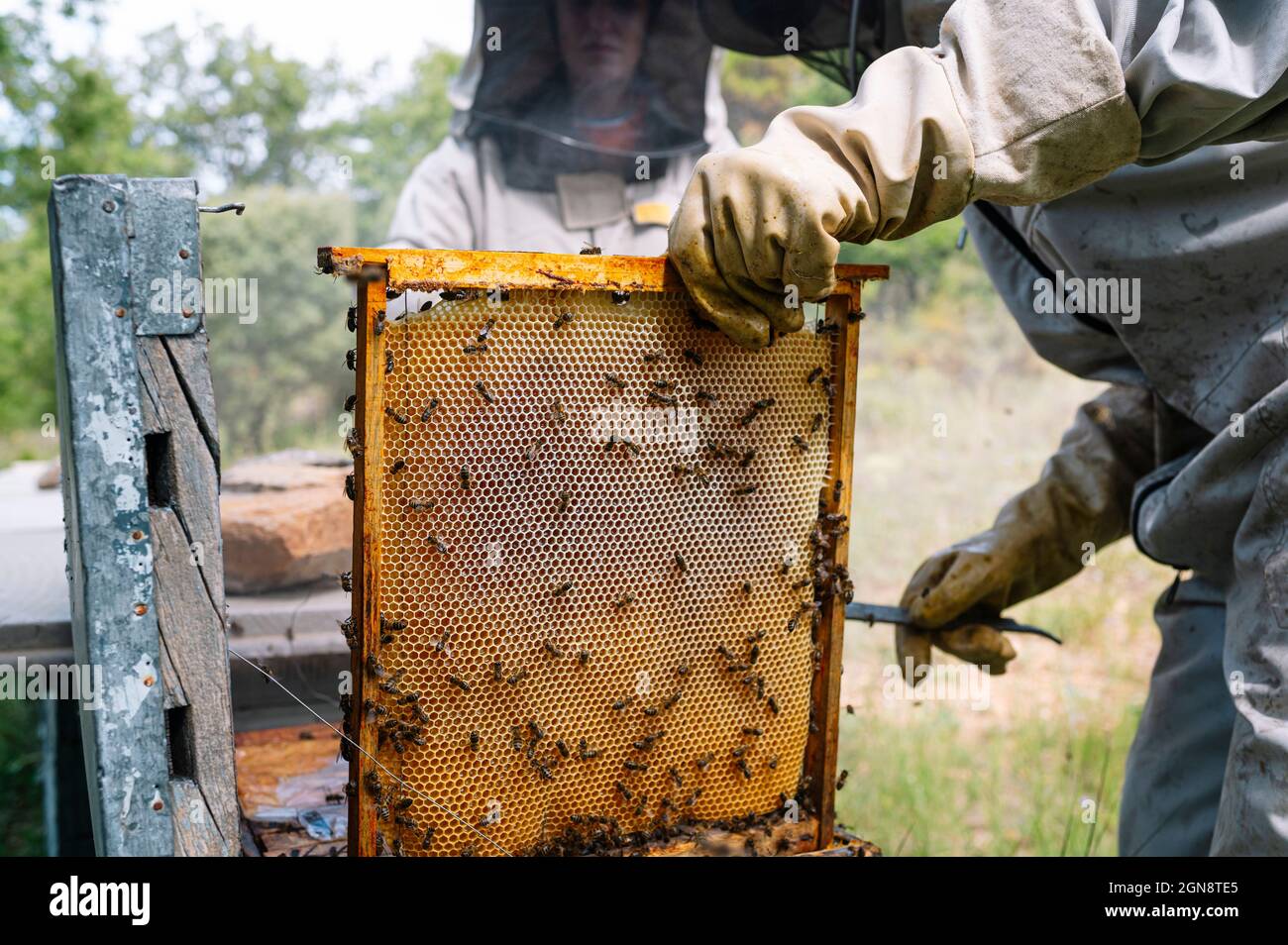 Les apiculteurs masculins et féminins utilisent des fumeurs d'abeilles lorsqu'ils travaillent à la ferme Banque D'Images
