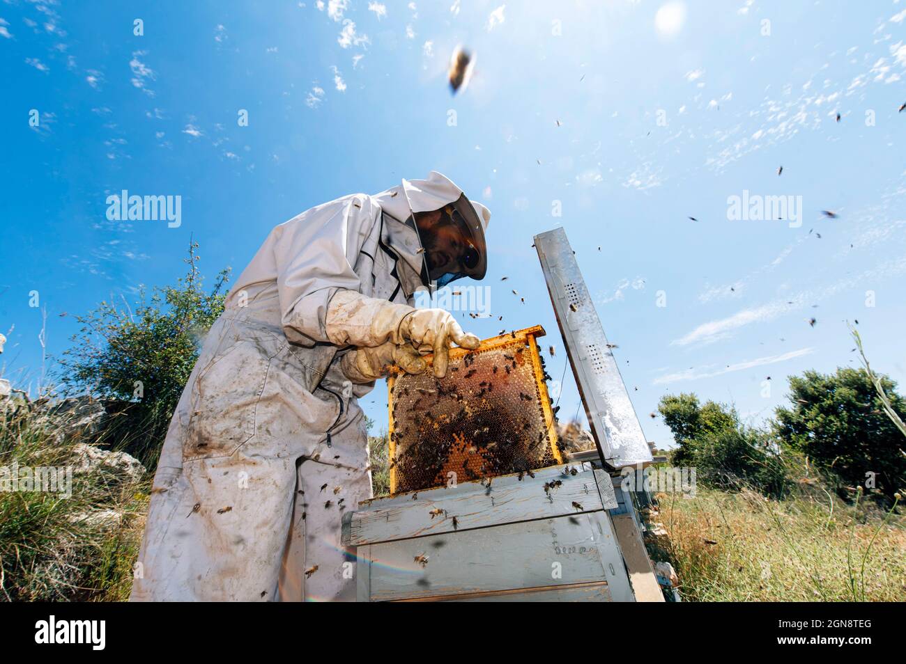 Apiculteurs féminins et masculins travaillant avec des fumeurs d'abeilles à la ferme Banque D'Images