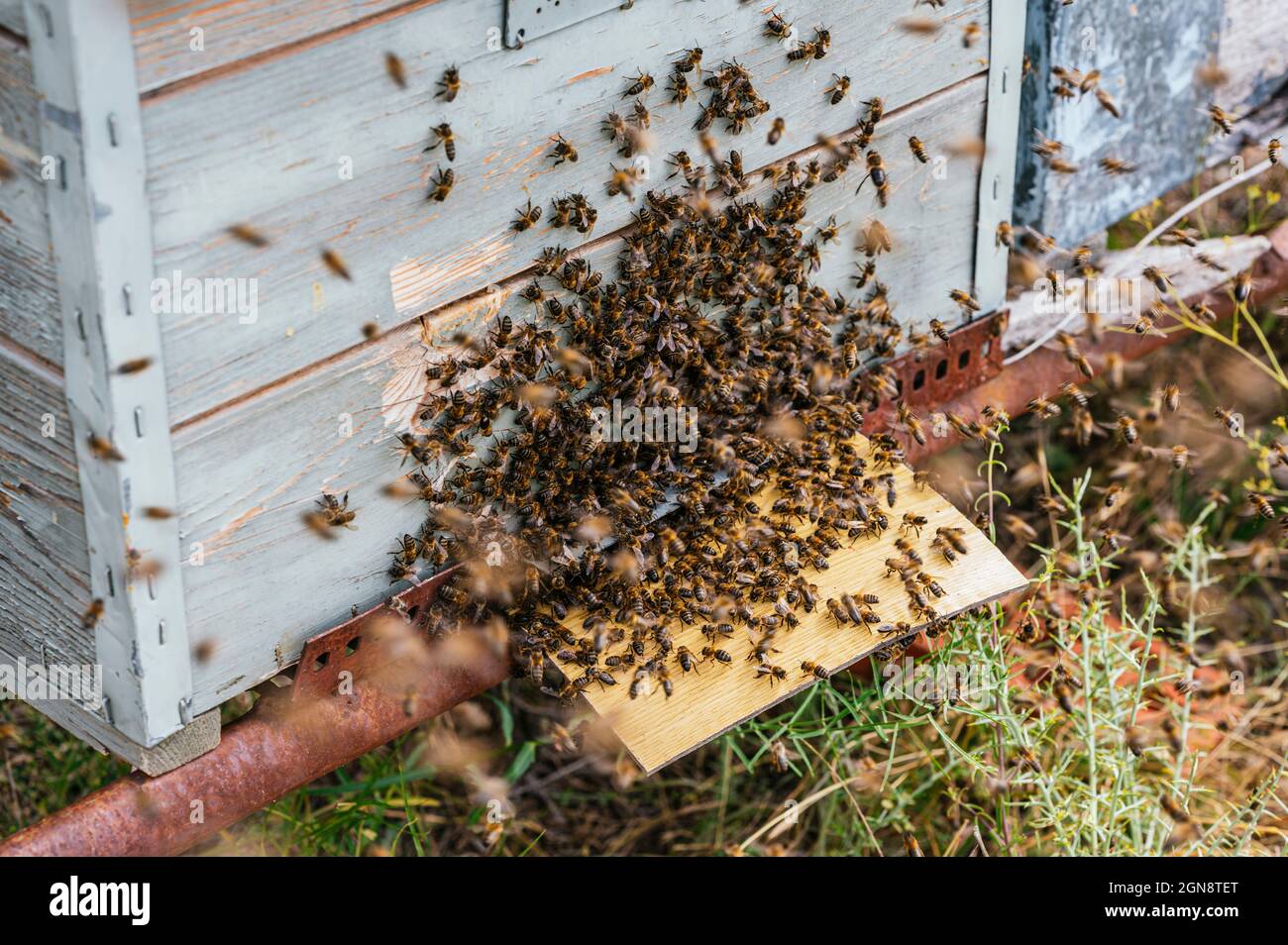 Essaim d'abeilles sur ruche Banque D'Images