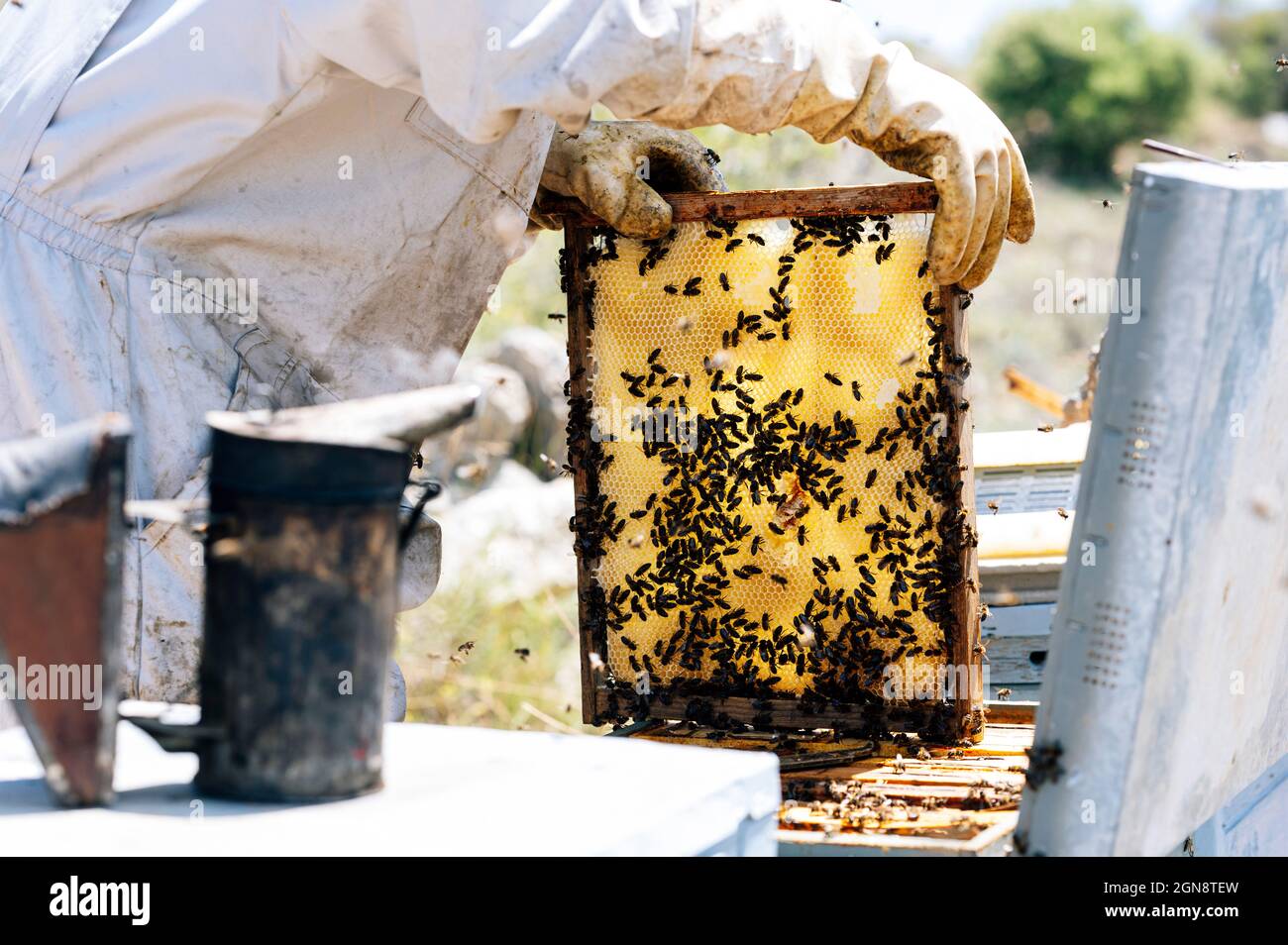 Femme gardienne tenant un fumeur d'abeille tandis que collègue de travail de sexe masculin enlevant la ruche à la ferme Banque D'Images