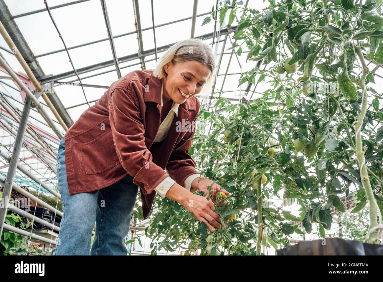 Une agricultrice examine les plantes tout en travaillant en serre Banque D'Images