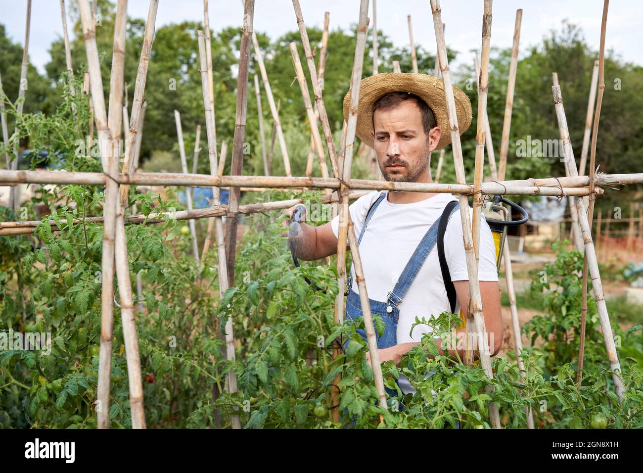 Un agriculteur de sexe masculin pulvérise des pesticides sur les plantes tout en travaillant dans un champ agricole Banque D'Images