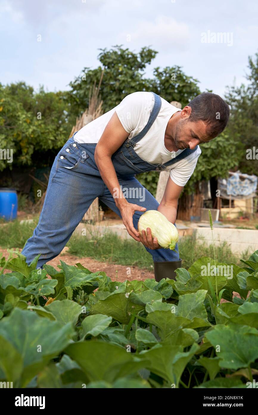 Ouvrier agricole tenant des courges tout en travaillant dans un champ agricole Banque D'Images