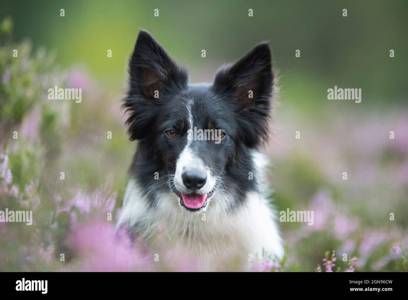 Portrait de Border Collie en bruyère Banque D'Images