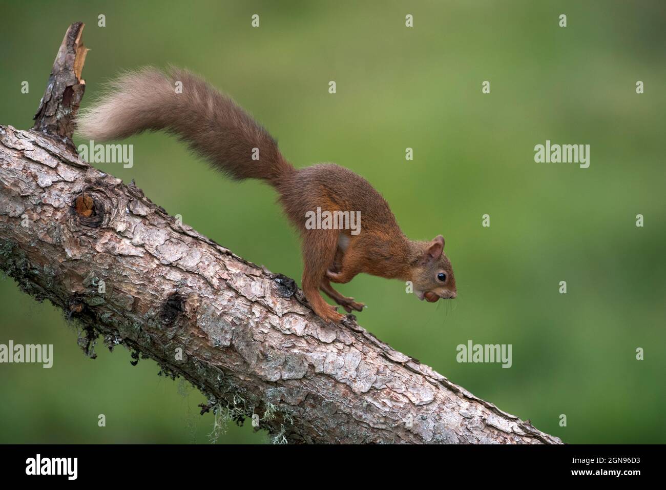 Écureuil rouge eurasien (Sciurus vulgaris) debout sur branche avec de la nourriture dans la bouche Banque D'Images