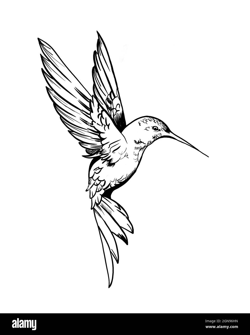 Colibri Tatouage Noir Et Blanc Hummingbird tattoo Banque d'images noir et blanc - Alamy