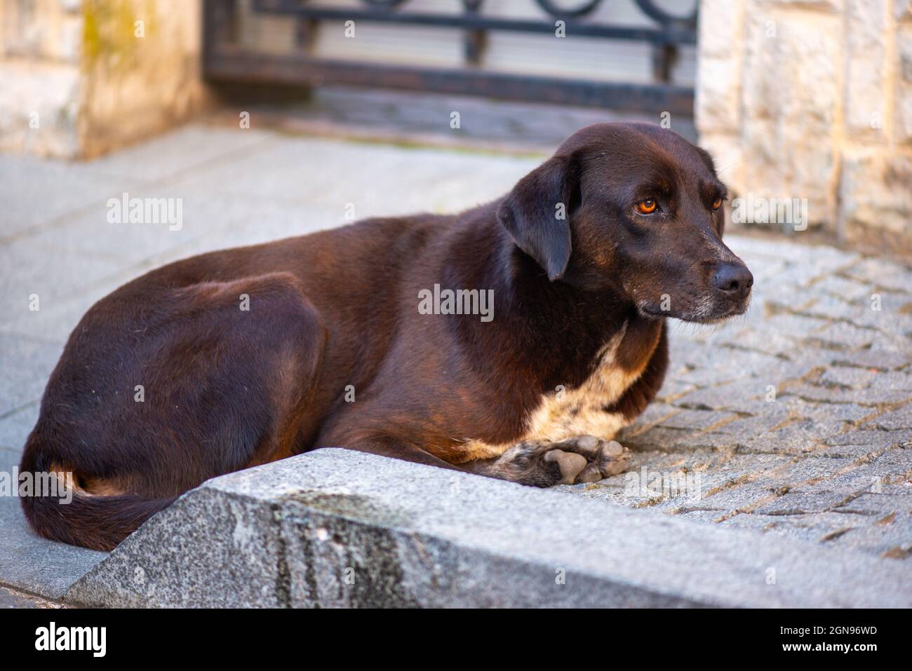 Le chien triste blanc et noir se trouve sur le trottoir en Géorgie Banque D'Images
