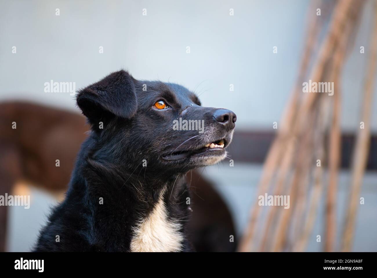 chien noir avec des marches à oreilles courtes en géorgie Banque D'Images