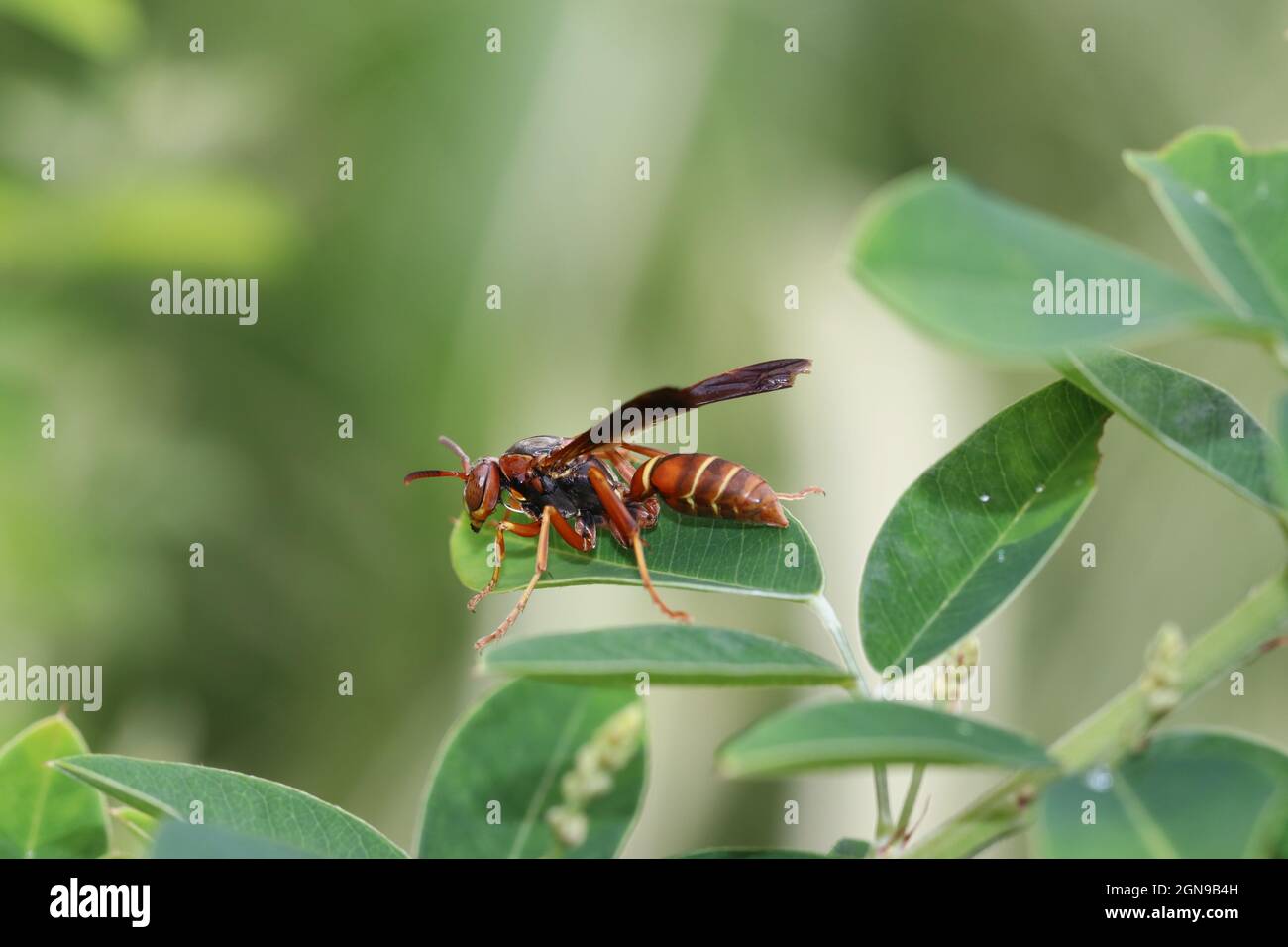 Une guêpe en papier commune (Polistes exclamans) repose sur une feuille verte. Banque D'Images