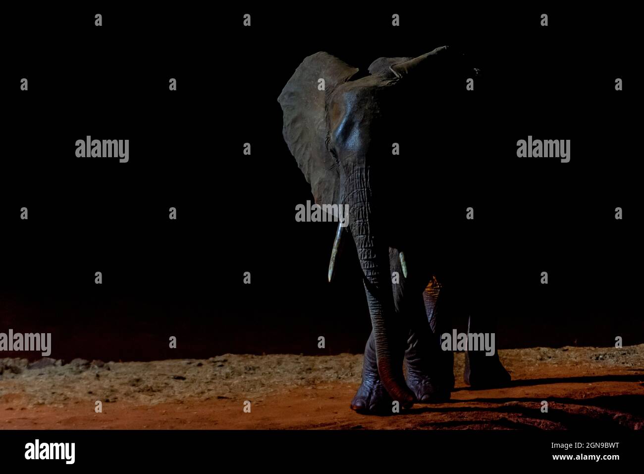Éléphants dans les ténèbres avec un spot de lumière Banque D'Images