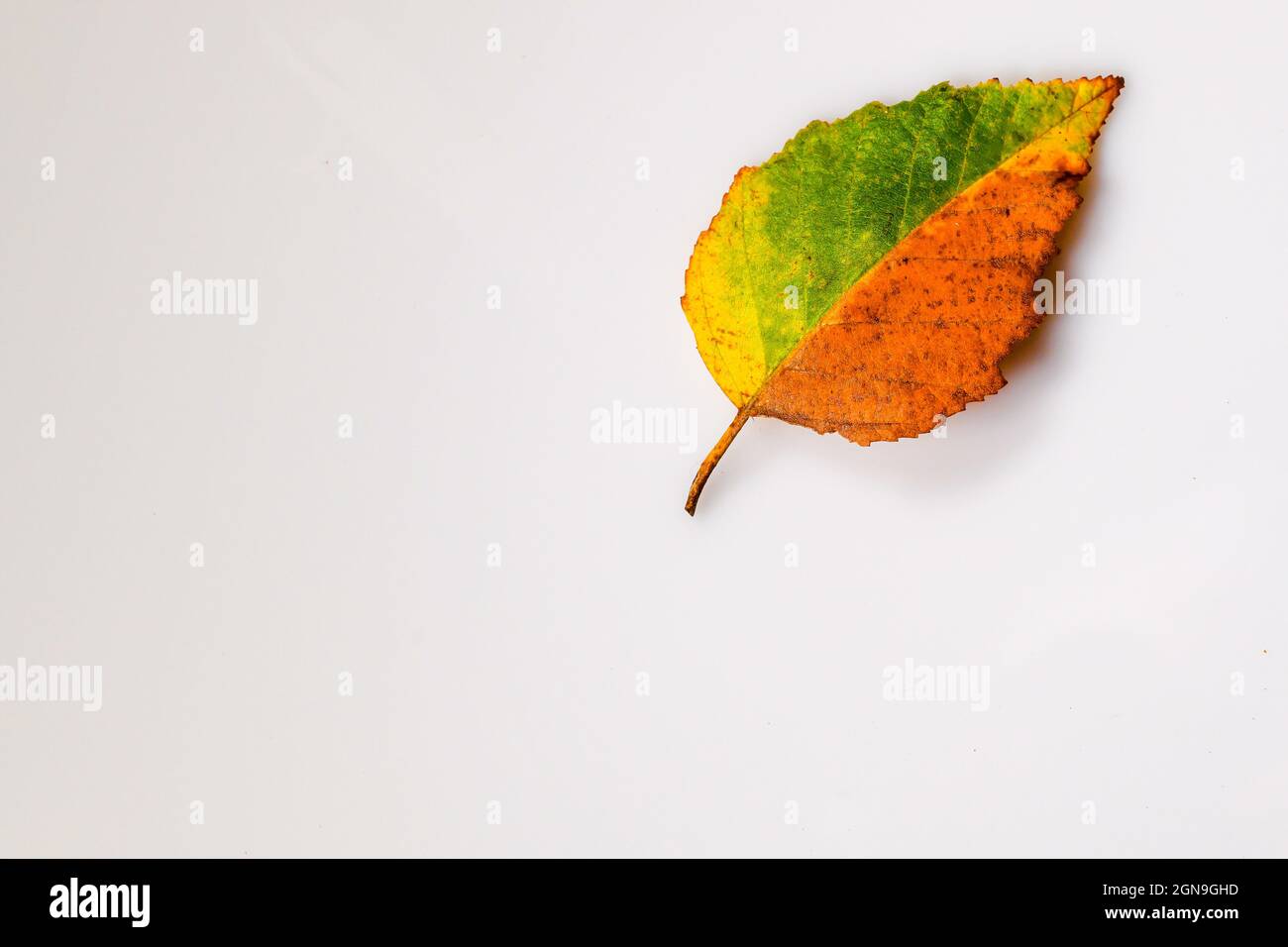 feuille d'automne multicolore sur fond blanc feuilles d'automne coupées orange jaune vert rouge bouleau feuille de bouleau feuille de bouleau Banque D'Images