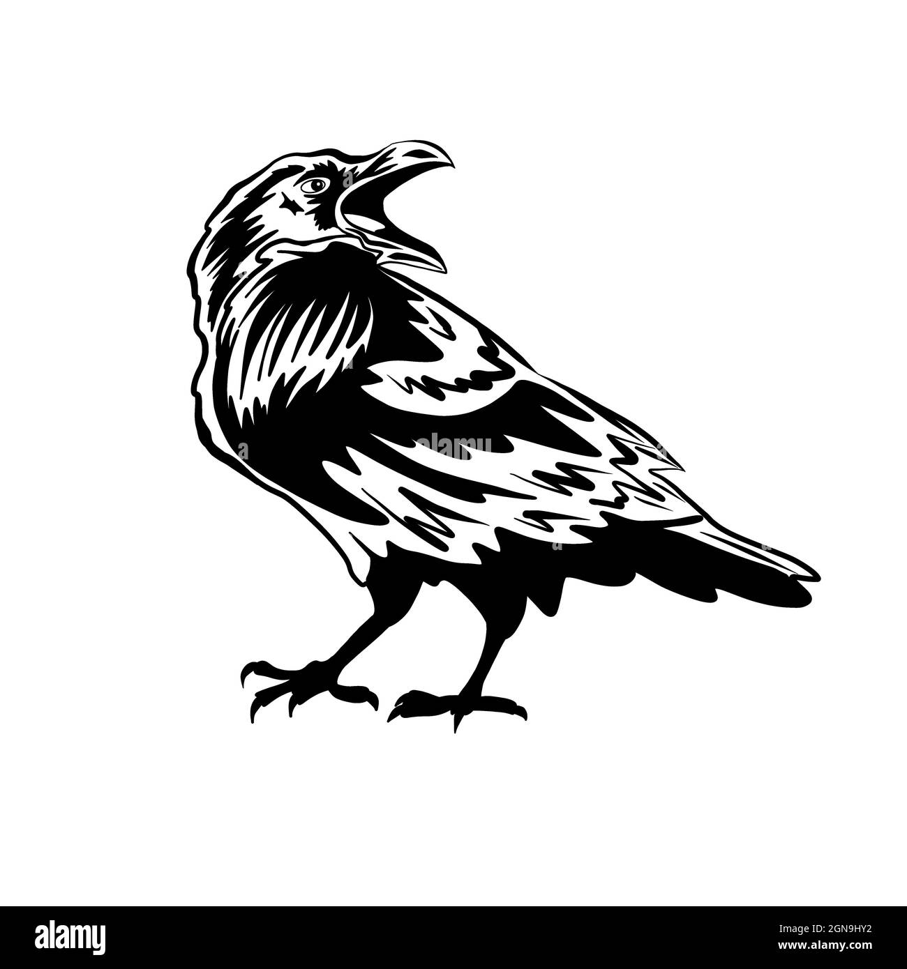 Noir corbeau ou corbeau. La silhouette d'un oiseau sur un fond blanc. Le symbole de Halloween et le cimetière. Prédateur et éliminateur Banque D'Images