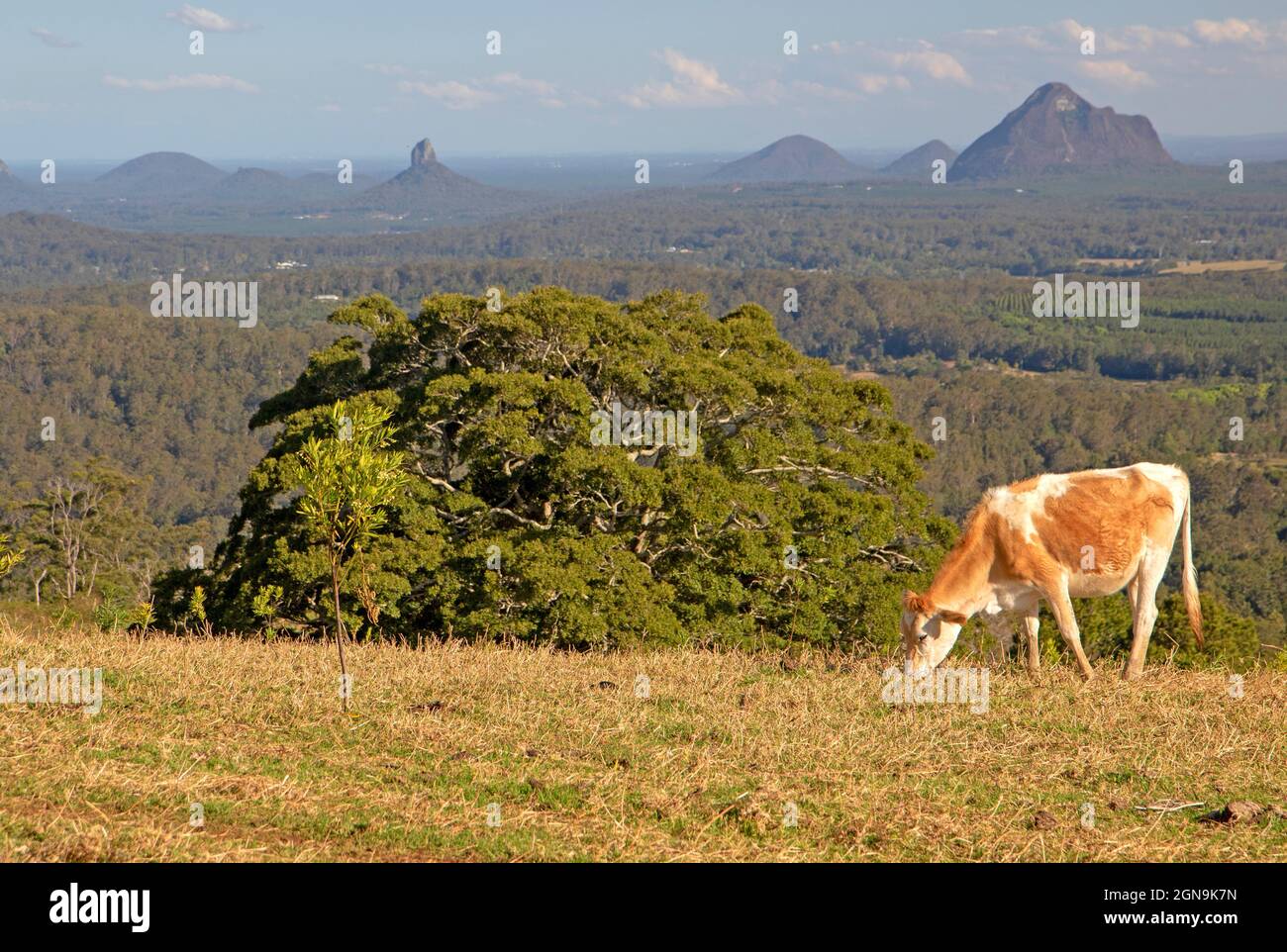 Vue sur les Glass House Mountains depuis la proximité de Maleny Banque D'Images