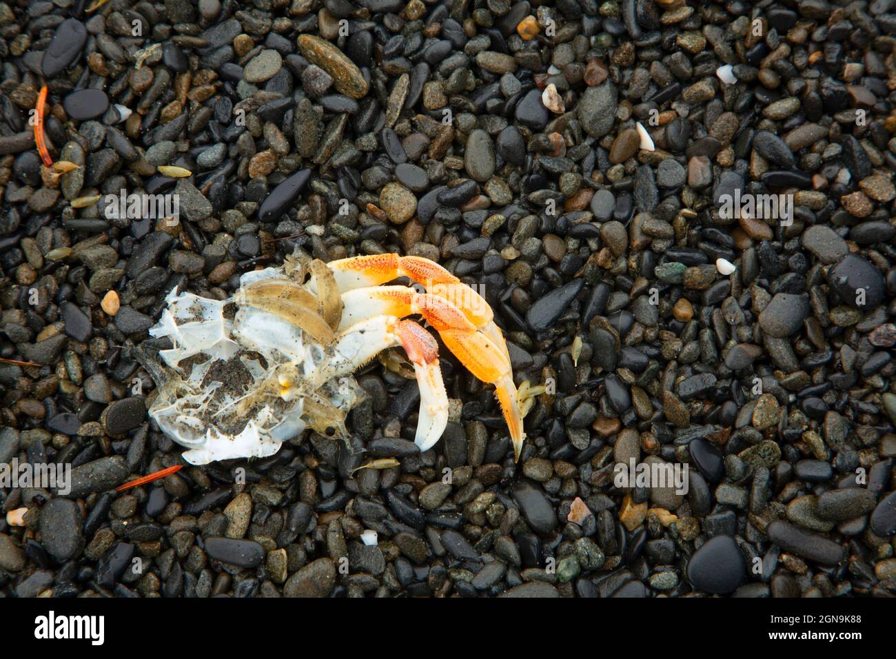 Carapace de crabe sur Ruby Beach, parc national olympique, Washington Banque D'Images