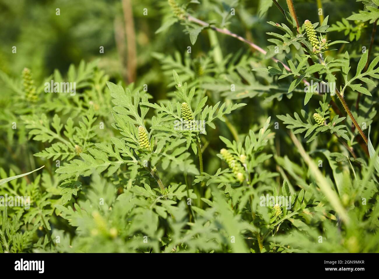 Gros plan de l'herbe à poux, l'usine d'allergie commun Banque D'Images