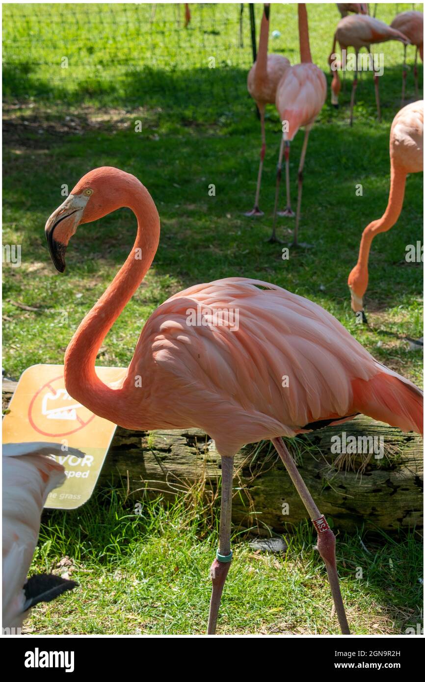 Plan vertical d'un flamboyant de flamants roses dans un champ sous la lumière du soleil Banque D'Images