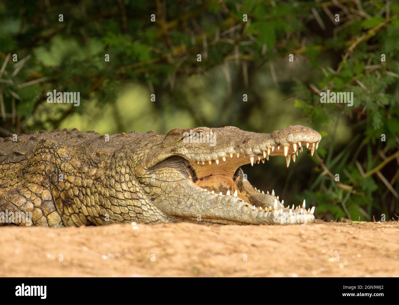 Le crocodile du Nil se rafraîchi avec sa bouche ouverte tout en bronzant sur la rive. Banque D'Images