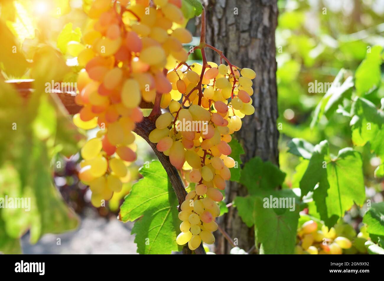 Grappes de raisins de table sur une vigne dans un vignoble éclairé par la lumière du soleil, foyer sélectif. Concept de jardinage biologique. Banque D'Images