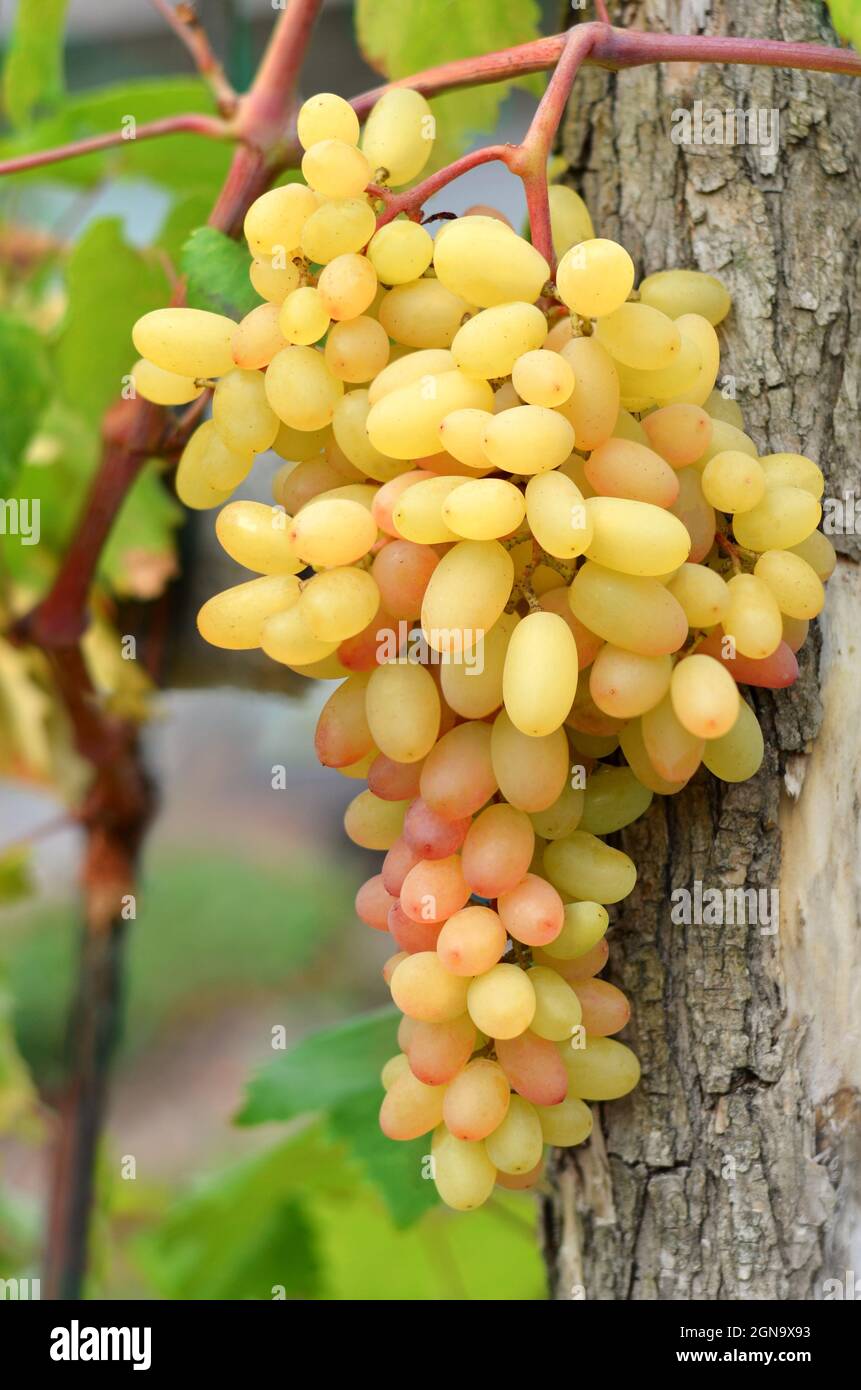 Mûrissement d'une grappe de raisins sur une vigne dans une ferme privée. Concept d'agriculture biologique. Banque D'Images