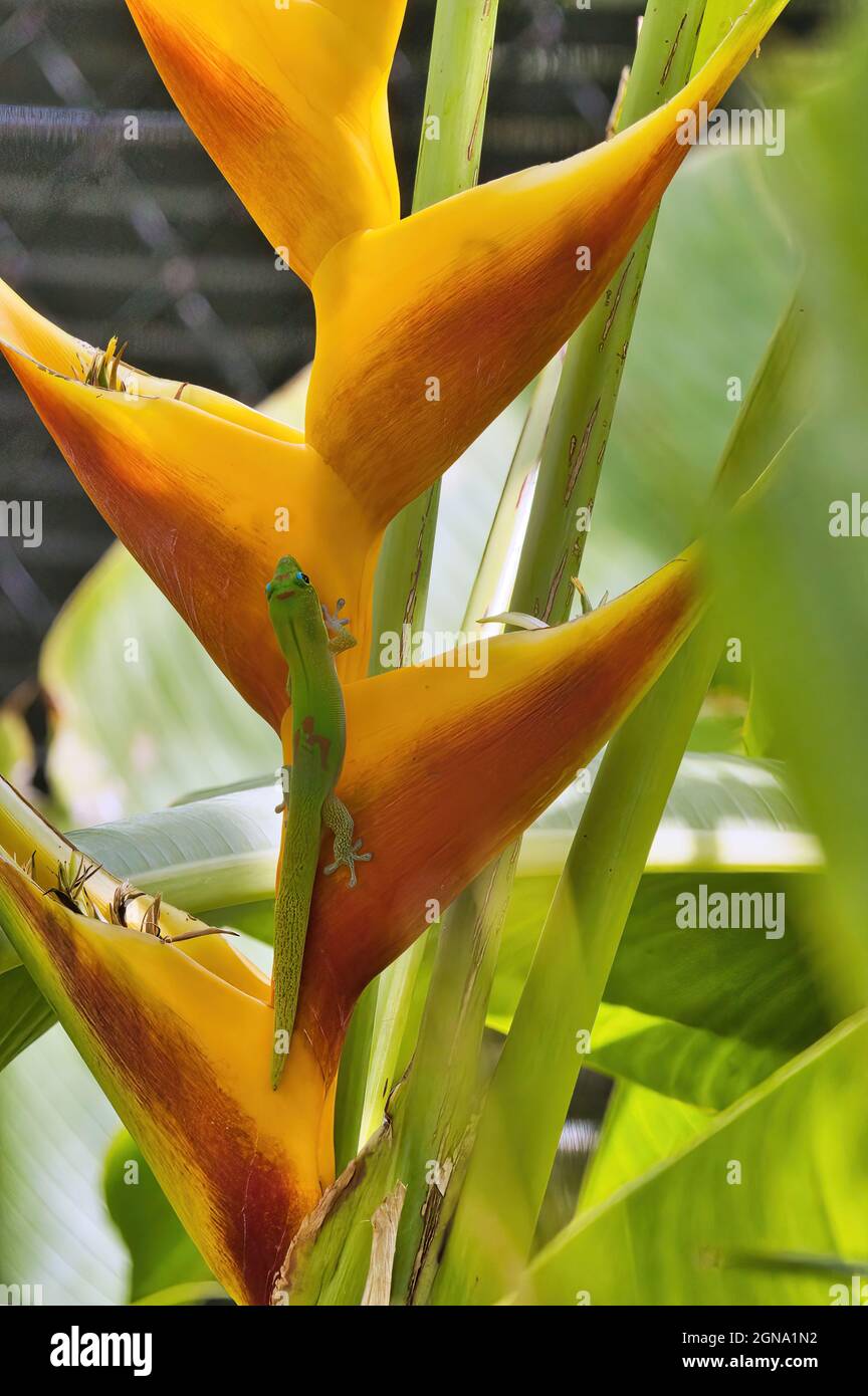 gecko de poussière d'or vert droit sur une fleur tropicale jaune vif. Banque D'Images