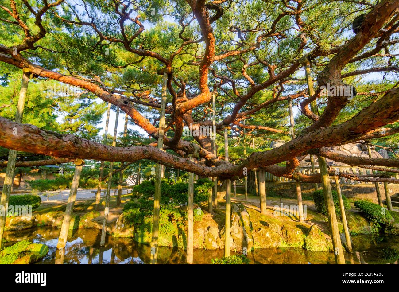 Kanazawa, Parc de la ville, traditionnel, jardin japonais, arbres, pittoresque, paysage, serein, tranquille Banque D'Images