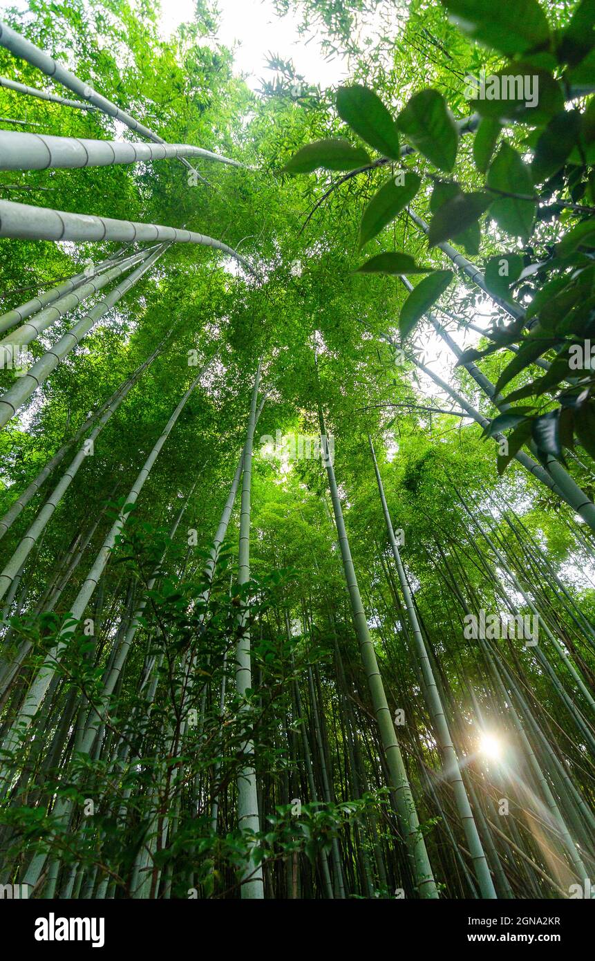 Temple Fushimi Inari et forêts de bambous environnantes Banque D'Images