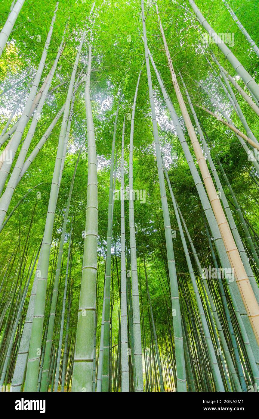 Temple Fushimi Inari et forêts de bambous environnantes Banque D'Images