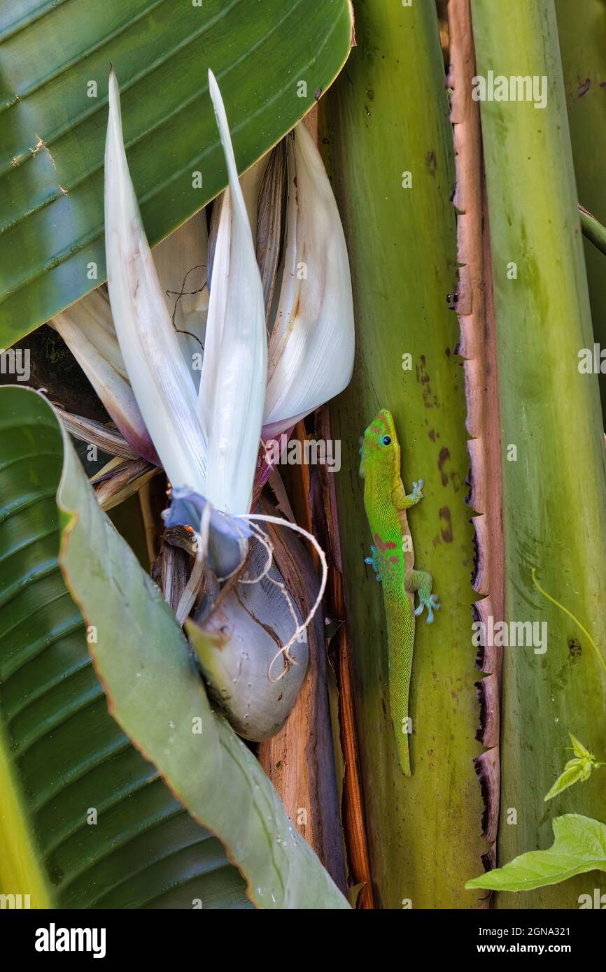 Gecko de poussière d'or vert vif se cachant à côté d'un oiseau blanc de fleur de paradis. Banque D'Images