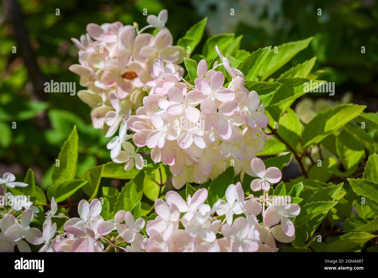 Hortensia paniculé (Hydrangea paniculata Siebold). Cathédrale des Pins, Rindge, New Hampshire Banque D'Images