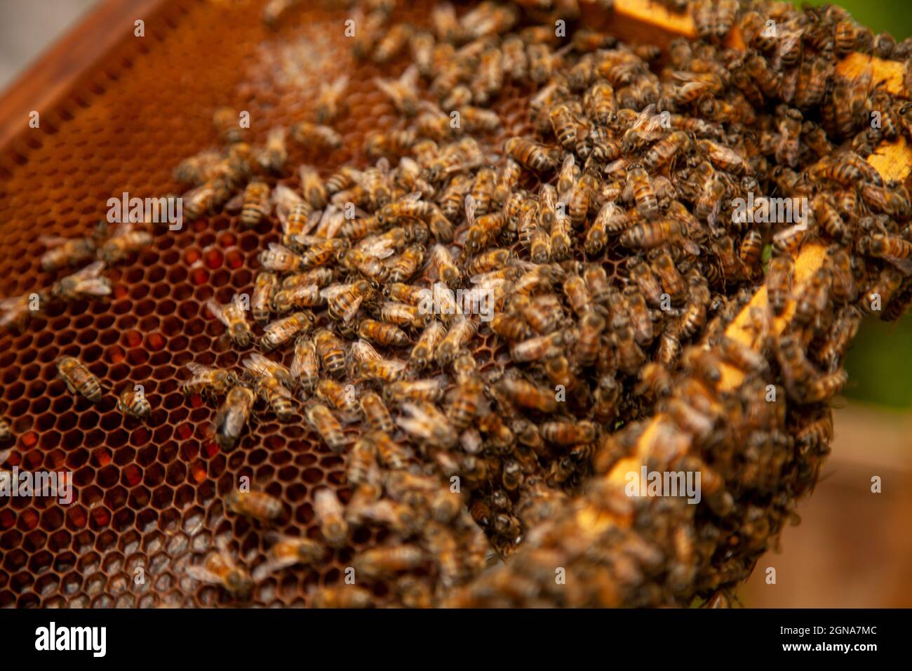 gros plan des apiculteurs de la ferme des abeilles miel peigne les abeilles la colonie de ruches Banque D'Images