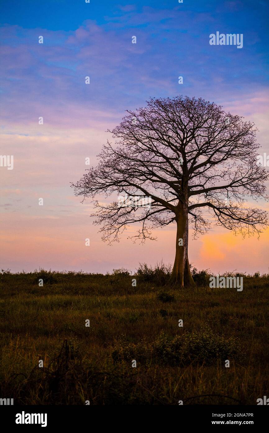 Silhouette d'arbre ceibo sans feuilles avec des nuages peints en orange en arrière-plan Banque D'Images