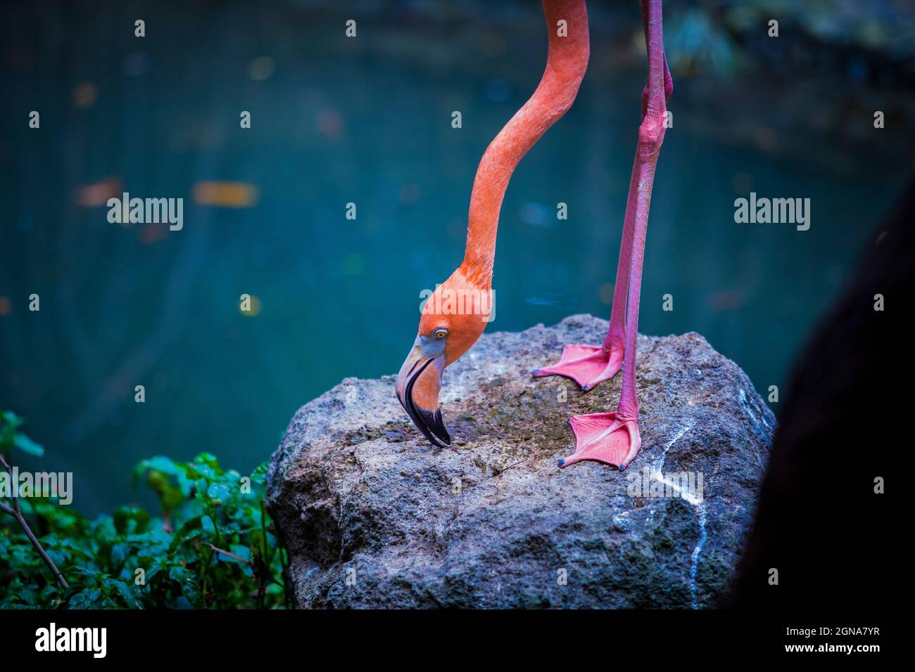 Gros plan de flamants de flamants en position debout, oiseau exotique Banque D'Images