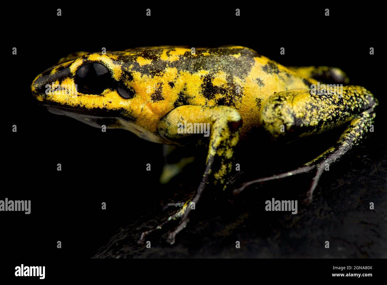 Golden poison frog (Phyllobates terribilis) Banque D'Images