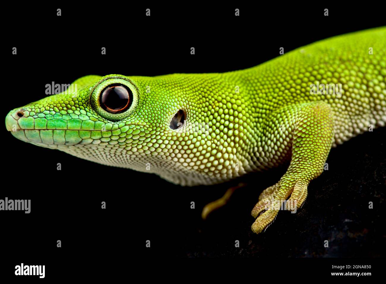 Pemba Island Day gecko (Phelsuma parkeri) Banque D'Images