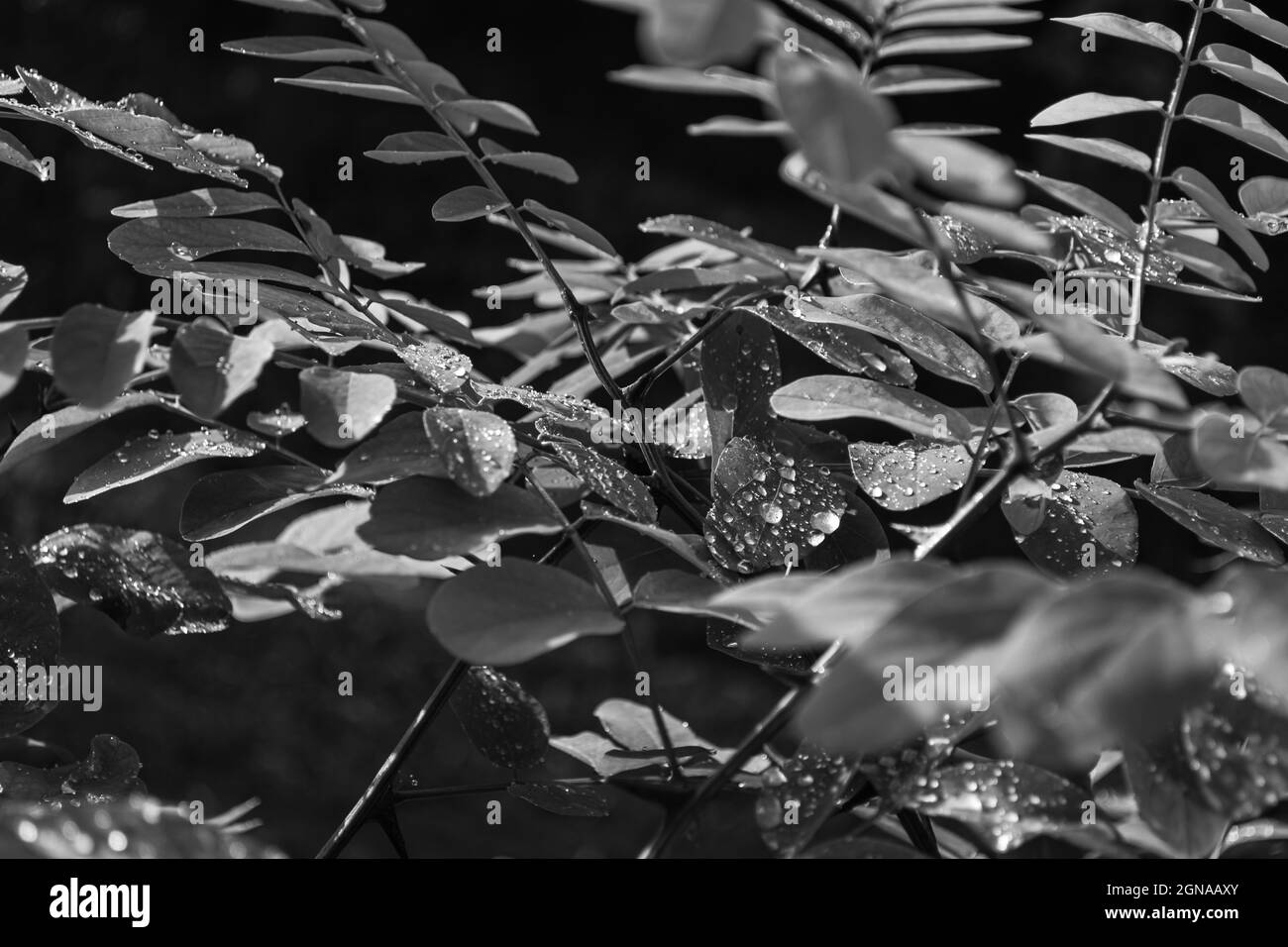 Gouttes de pluie sur les feuilles d'acacia. Photo en noir et blanc. Mise au point sélective. Banque D'Images