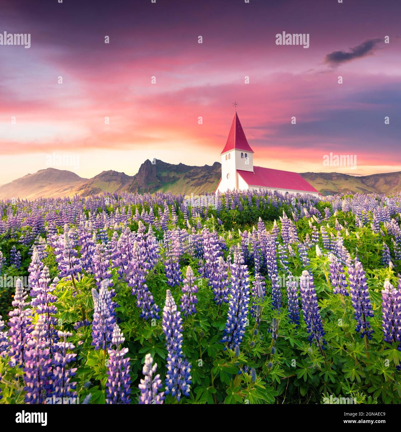 Église de Vik i Myrdal entourée de fleurs lupin dans le village de Vik. Lever de soleil spectaculaire en Islande, en Europe. Post-traitement de style artistique Banque D'Images