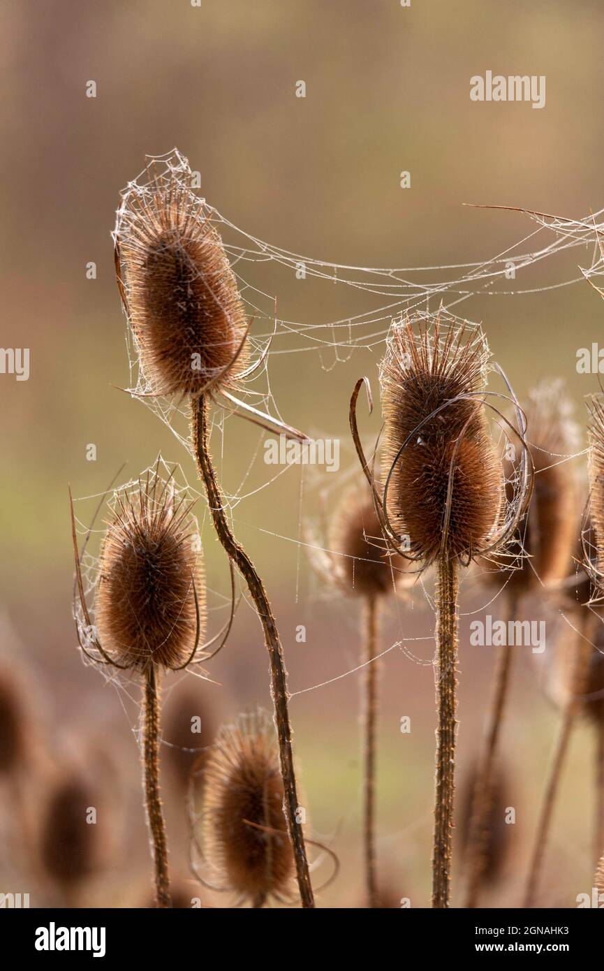 Toile d'araignée sur une cuillère à café Photo Stock - Alamy