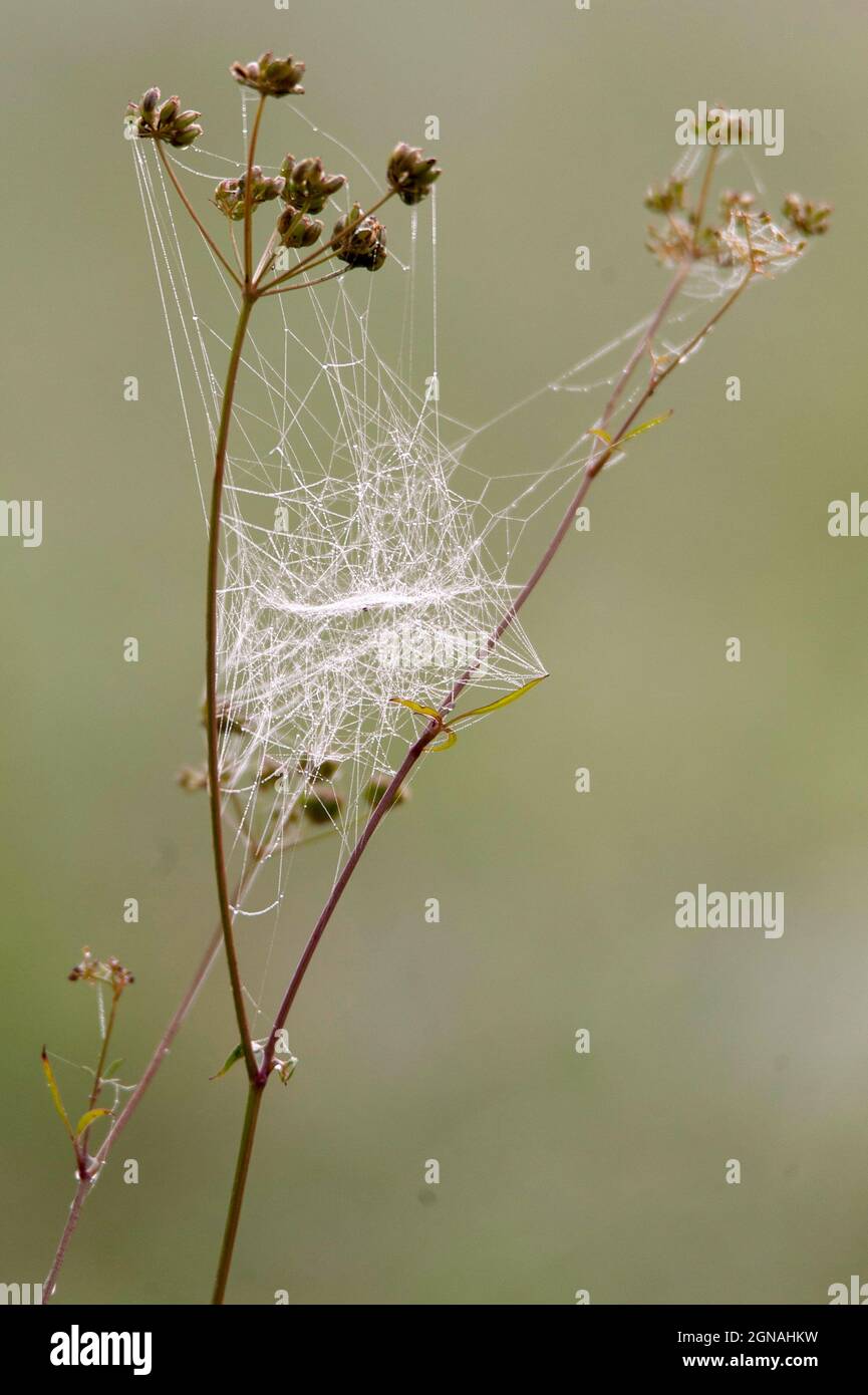 Toile d'araignée sur Fennel séché Banque D'Images