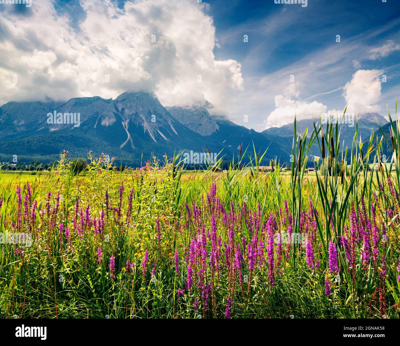 Prairie verte sur le club de golf Zugspitze, location du village de Lermoos. Matin d'été coloré dans les Alpes autrichiennes, quartier de Reutte, état du Tyrol, Tälten Banque D'Images