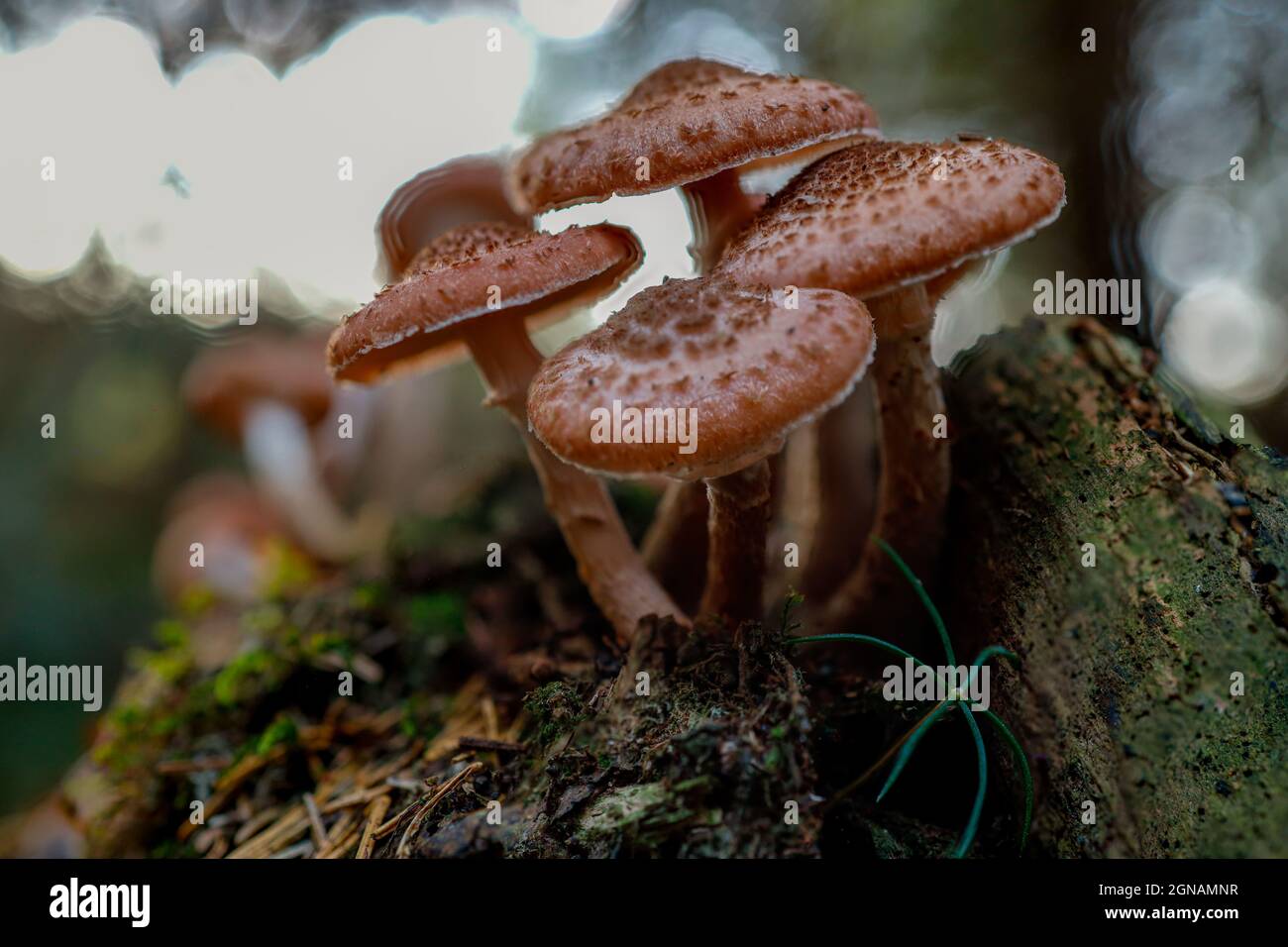Pilze im Wald Hallimasch Banque D'Images