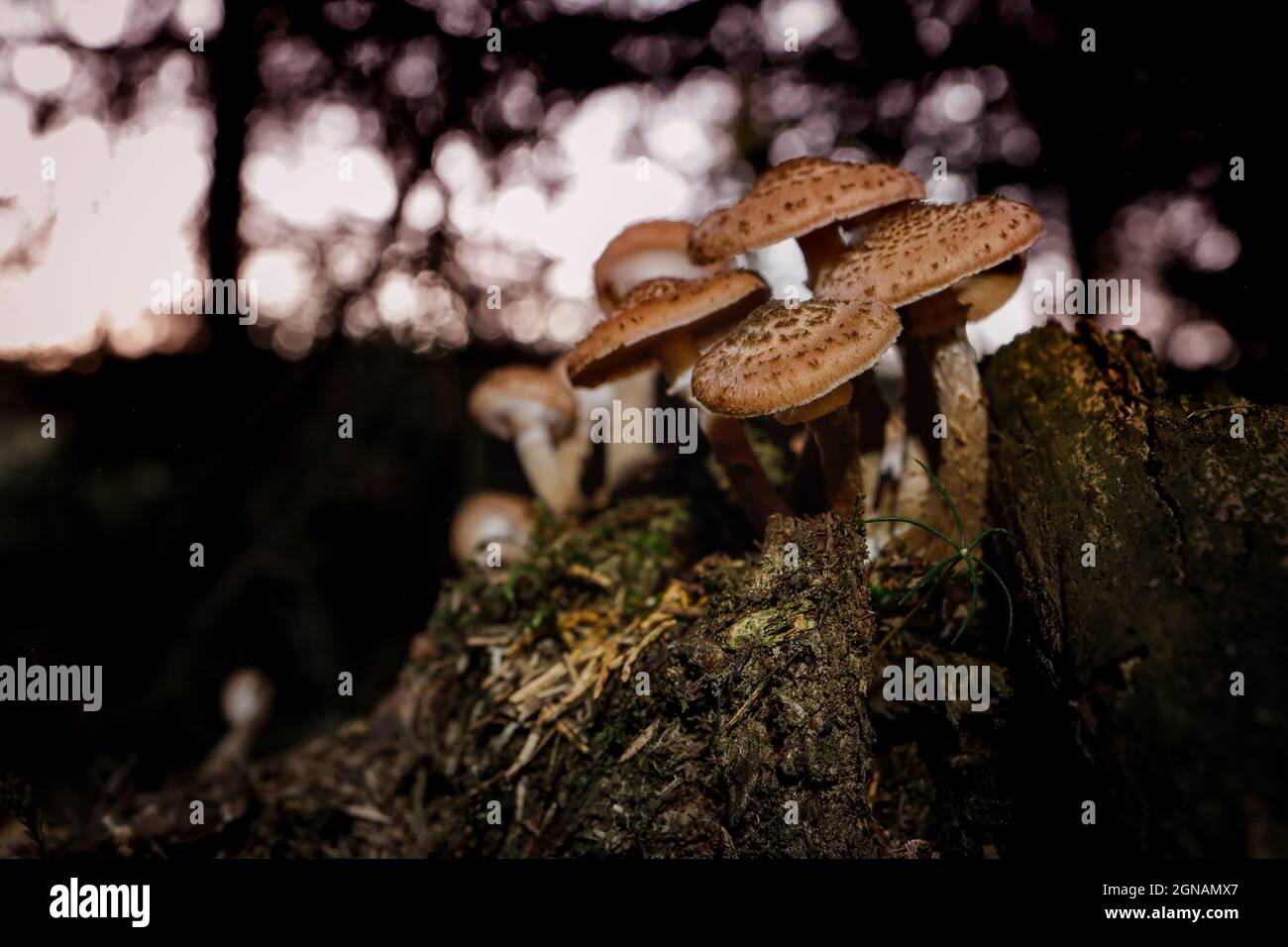 Pilze im Wald Hallimasch Banque D'Images