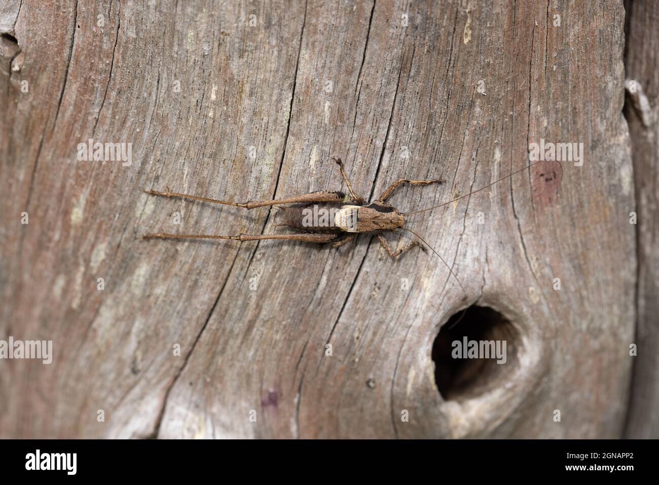 Bushcricket foncé (Phoshidoptera griseoaptera) Strumpshaw Fen Norfolk GB Royaume-Uni août 2021 Banque D'Images