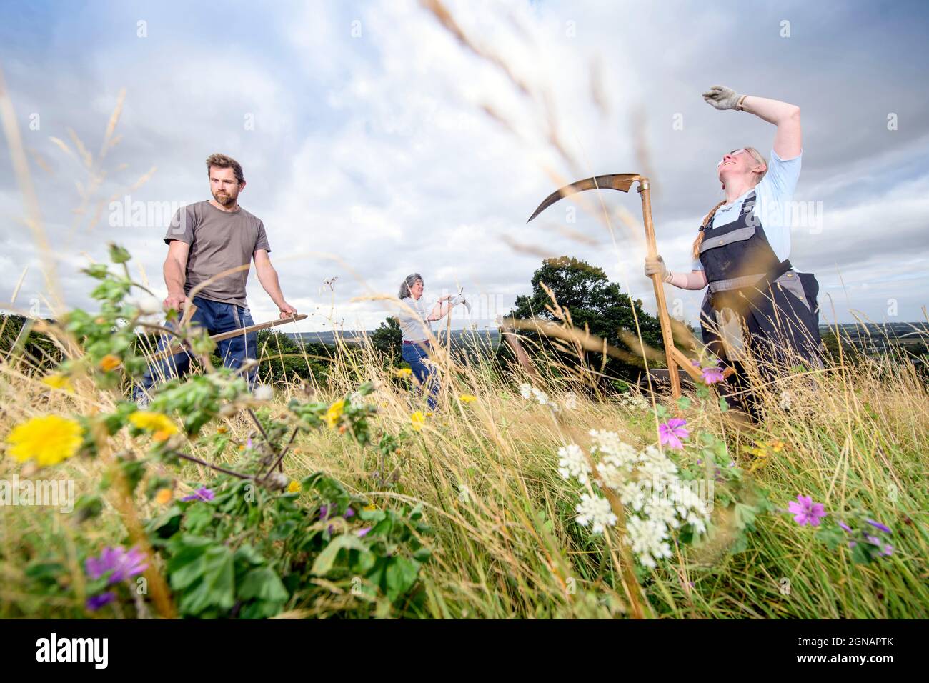 Scything un pré de fleurs sauvages à Gloucestershire, Royaume-Uni Banque D'Images