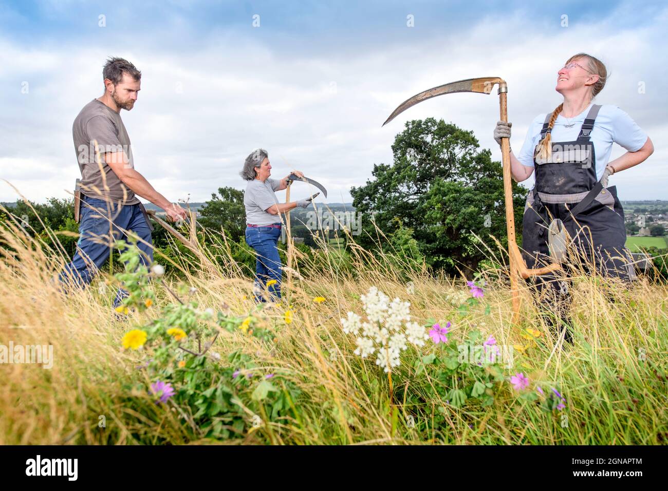 Scything un pré de fleurs sauvages à Gloucestershire, Royaume-Uni Banque D'Images