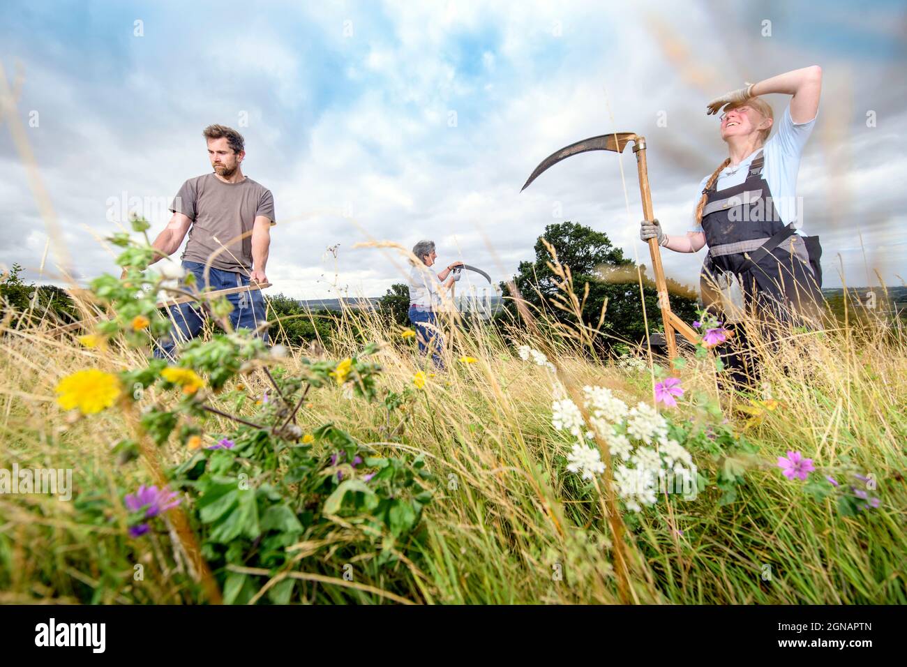 Scything un pré de fleurs sauvages à Gloucestershire, Royaume-Uni Banque D'Images